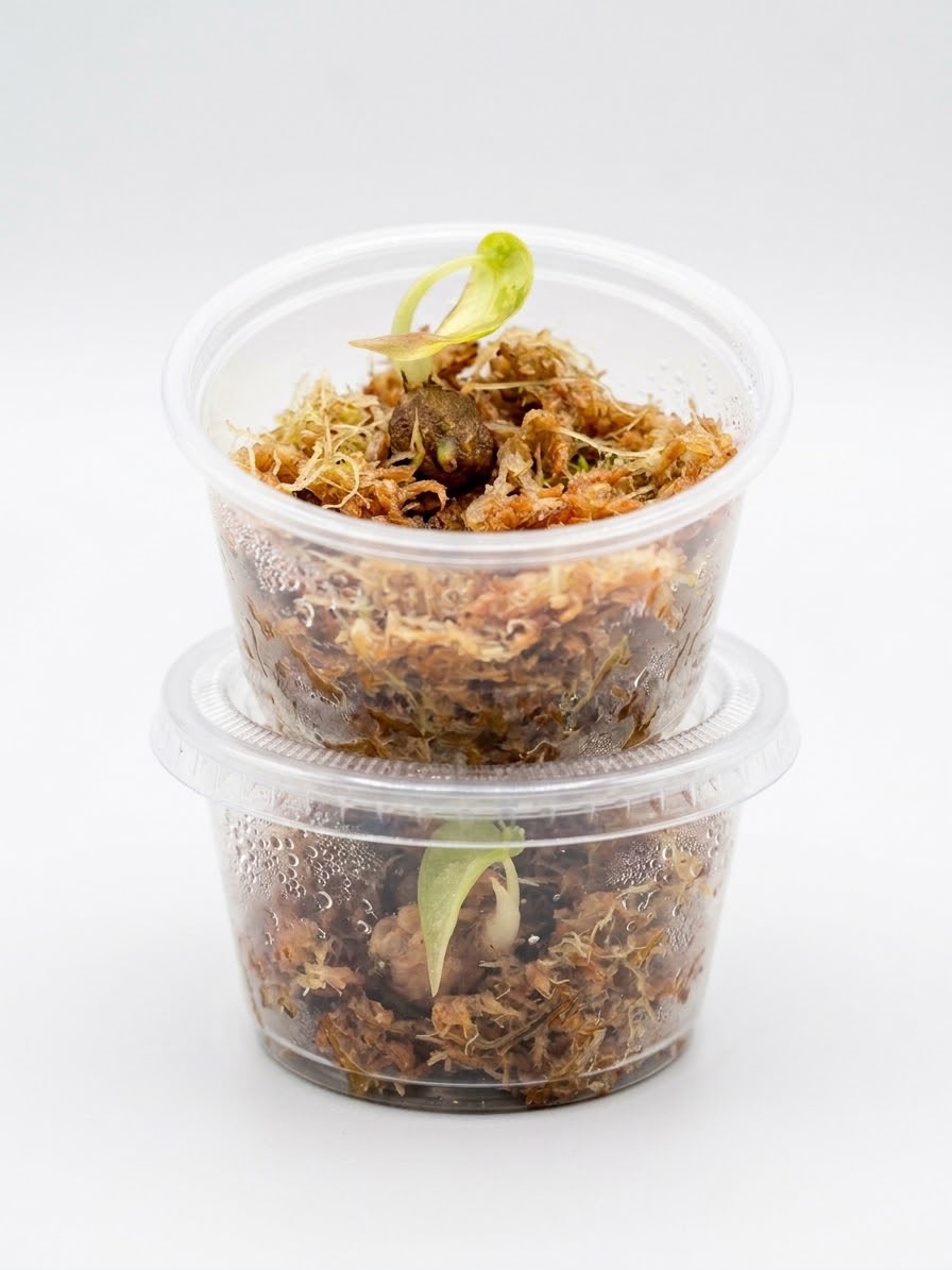 Alocasia Corms